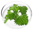 Chlorophyllin ingredient